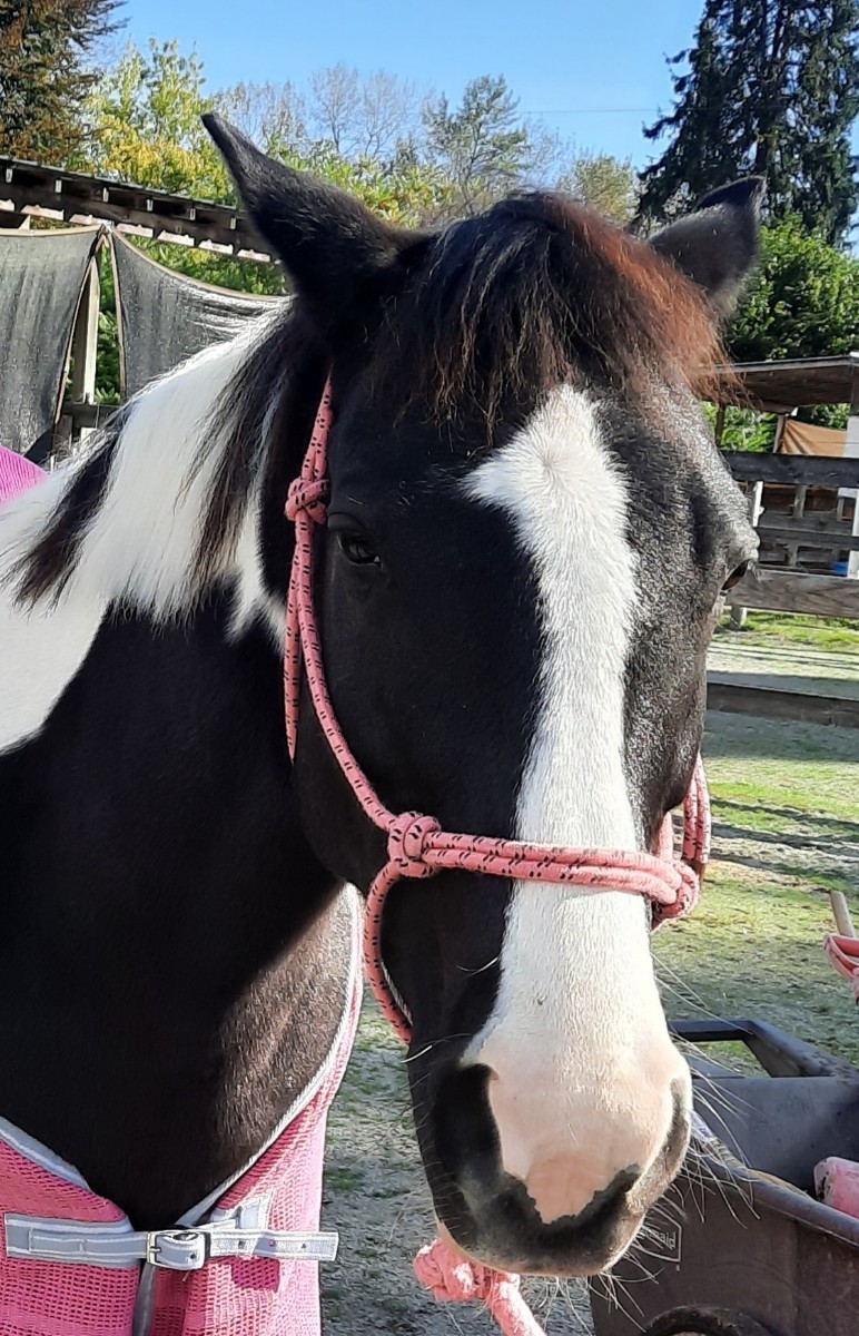 ABOUT Our Horses 1 NIKKI 18Gallery