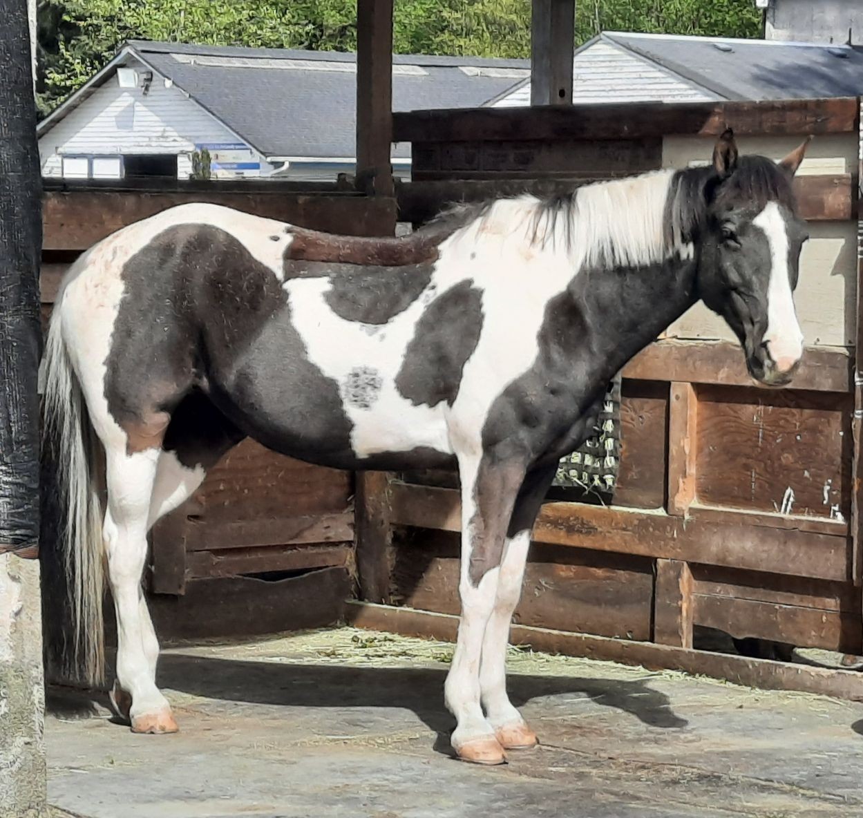 ABOUT Our Horses 2 Nikki Gallery