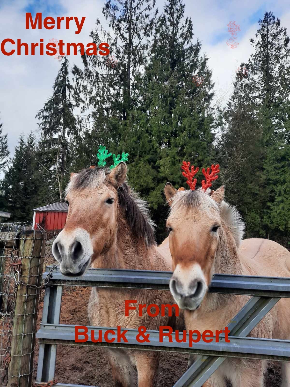 About Our Horses BuckRupertXmas 20 Gallery