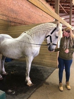 About Our Horses Dante4 Gallery