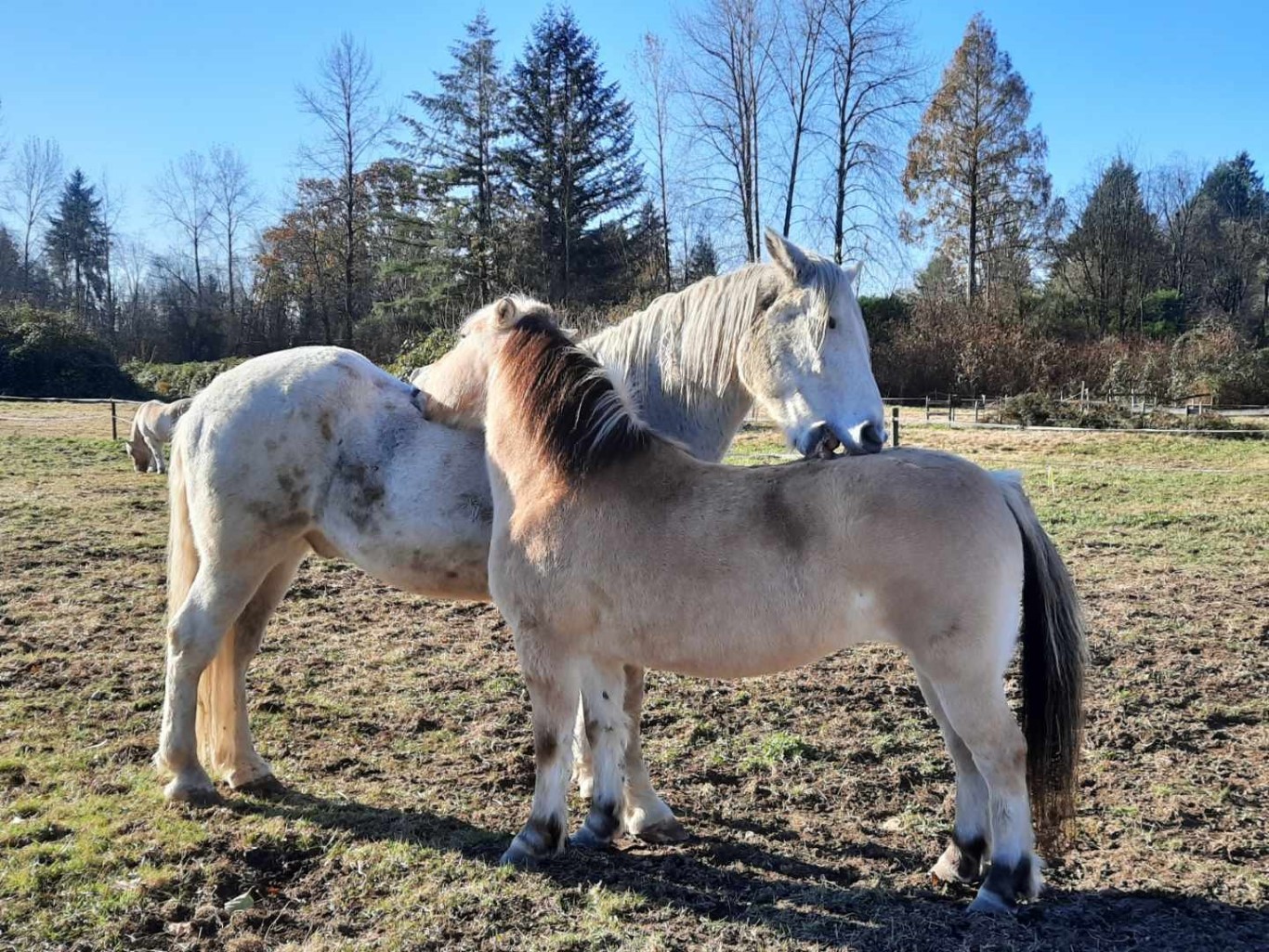 About Our Horses DanteBuck5 Gallery