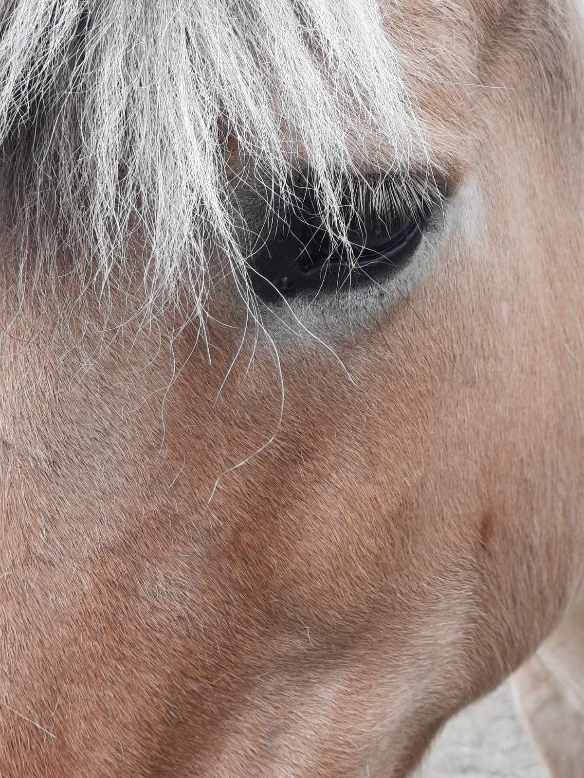 About Our Horses FjordeEye13 Gallery