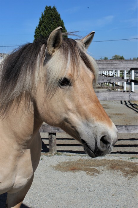 About Our Horses Gallery Fjona1