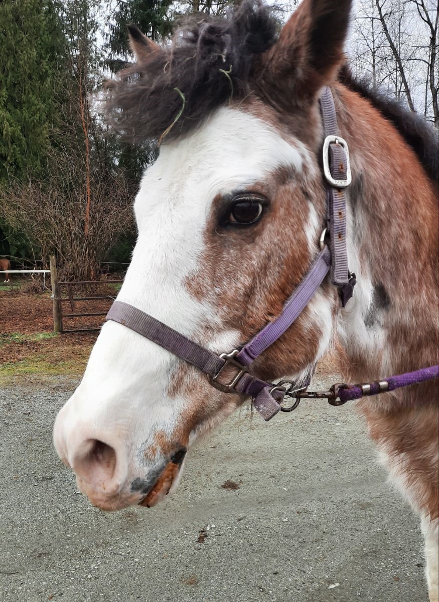 About Our Horses Gemma7 Gallery