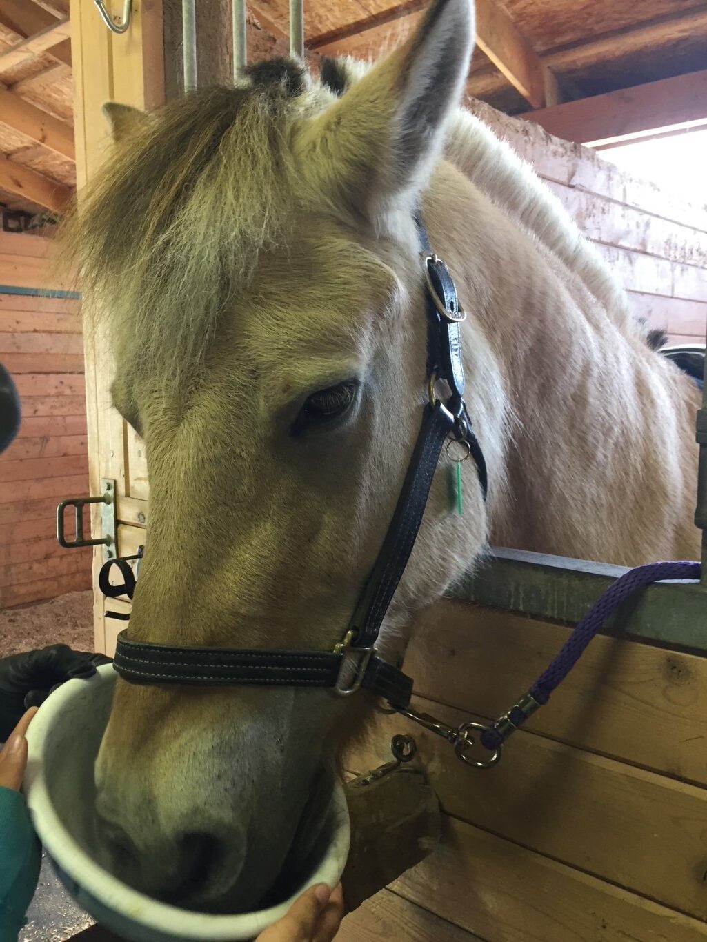 About Our Horses Orion 2 Gallery