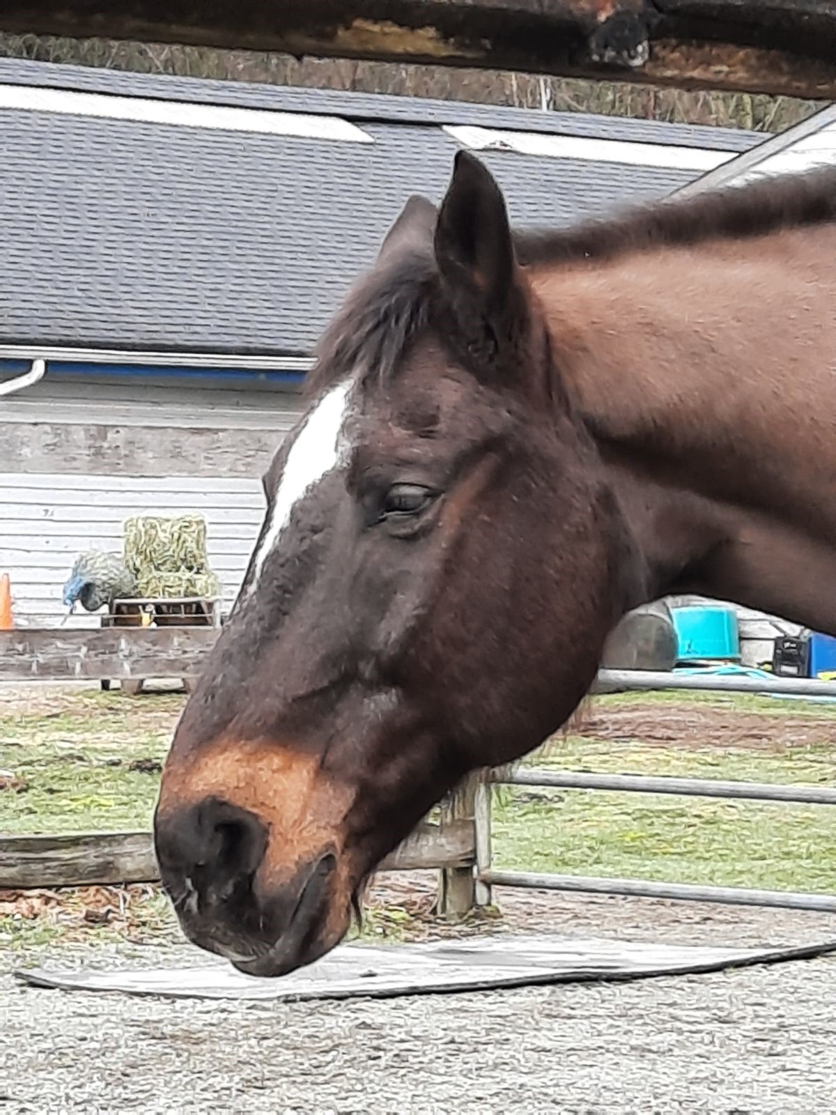 About Our Horses Razz slider gallery