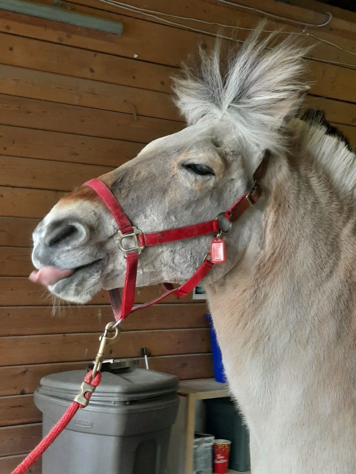 About Our Horses Rupert11 Gallery