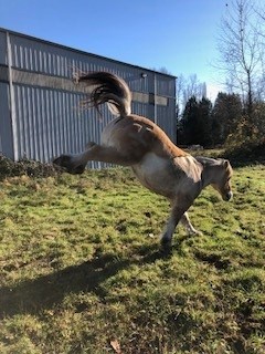 About Our HorsesBuck10Gallery