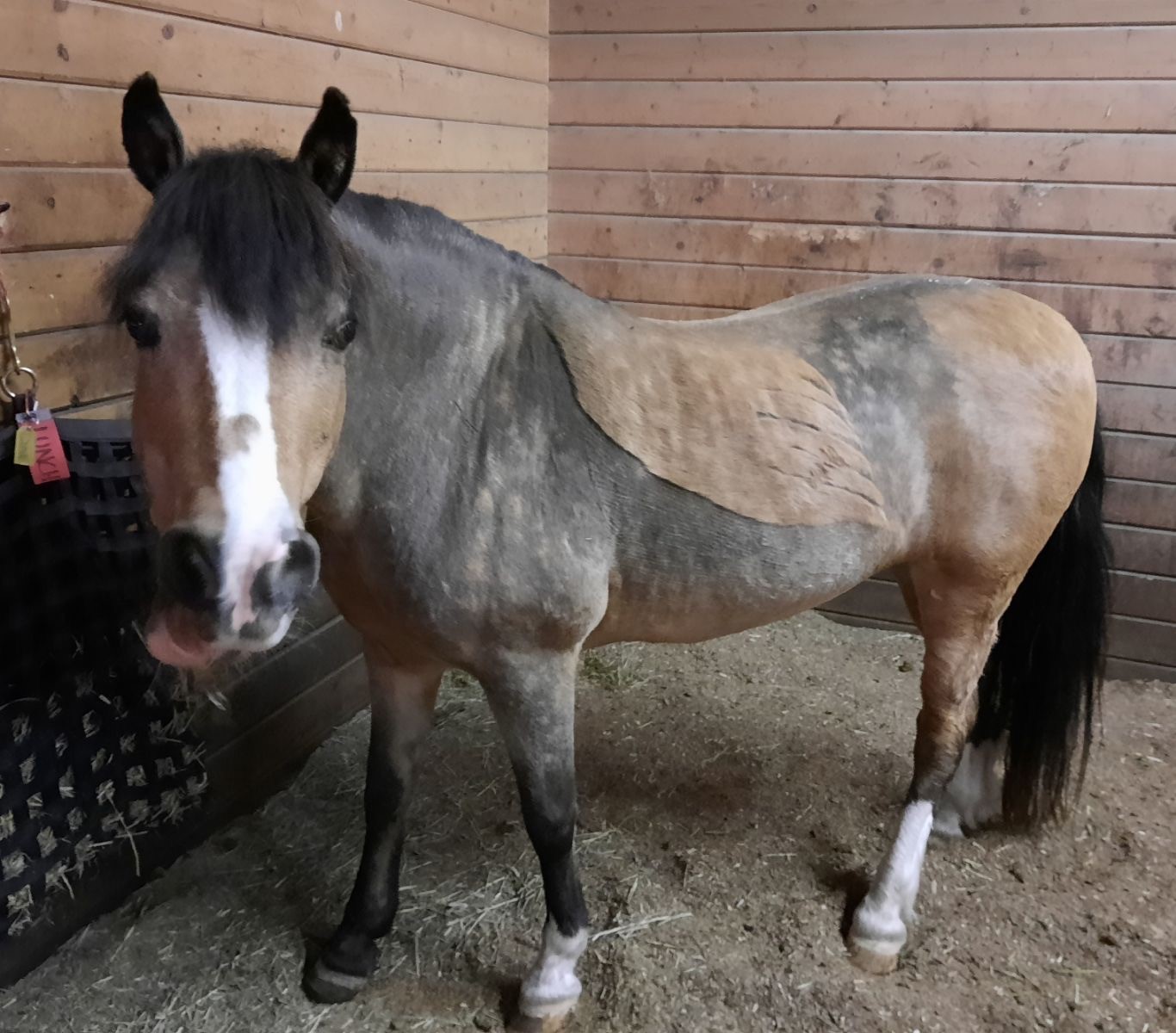 About OurHorses Joy6 Gallery